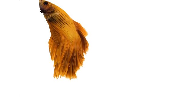 Red orange siamese fighting fish with half moon tail swimming in front of isolated white background.