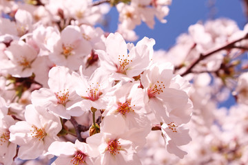 Fototapeta premium 桜の花 ソメイヨシノ