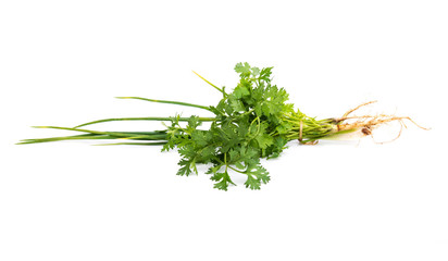 Fototapeta premium Spring onions and coriander on white backgroundSpring onions and coriander on white background