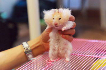 Cute Fluffy Exotic Young Orange White Syrian Golden Hamster (Mesocricetus auratus) stays still in...