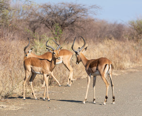 Impala Rams