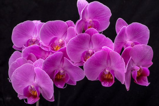 Fototapeta Pink orchid flower isolated on black background