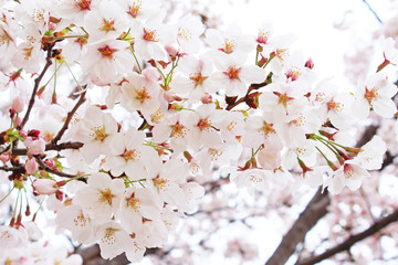 桜の花　ソメイヨシノ
