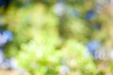 Fresh green leaf / Natural green leaves bokeh sky.