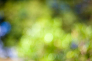 Fresh green leaf / Natural green leaves bokeh sky.
