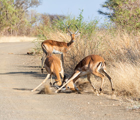 Impala Rams Fighting
