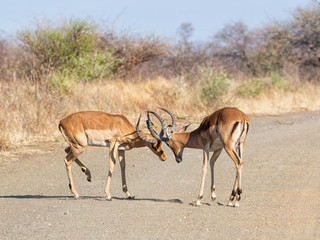 Naklejka premium Impala Rams Fighting