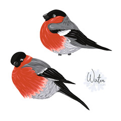 Bullfinch. Vector illustration.