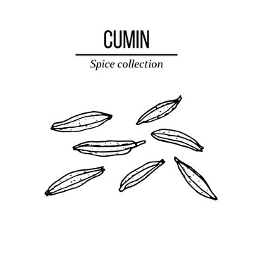 Spice collection, cumin seed hand drawn