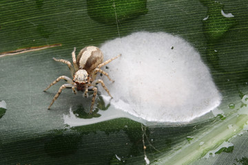 spiders keep the nest