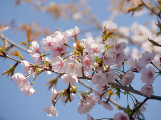 桜