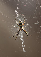 Spider on nature. Macro