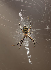 Spider on nature. Macro
