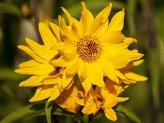 Beautiful yellow flower in the park