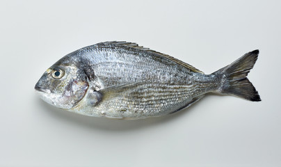 raw sea bream