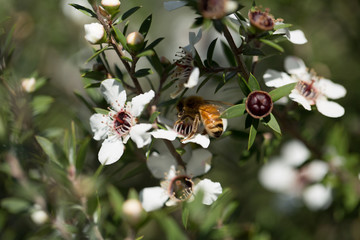 Bee on manuka flowers, New Zealand