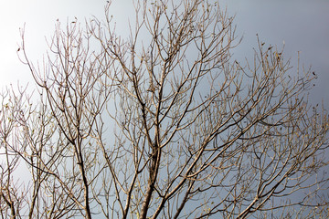 Fototapeta na wymiar Bare branches on a tree against a gray sky