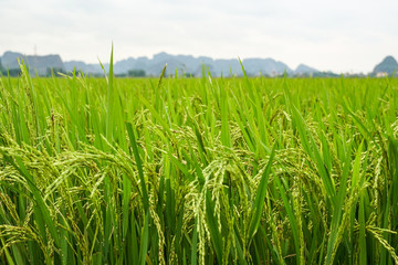 Close up of lush, green rice field harvest growing in a field in Asia