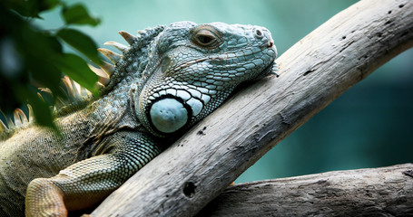 Closeup of beautiful green Iguana on branch