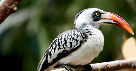 A beautiful nice Southern Yellow billed Hornbill