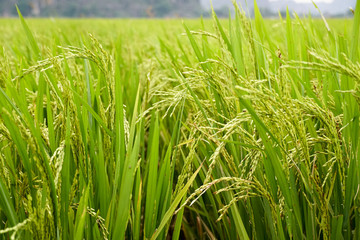 Close up of lush, green rice field harvest growing in a field in Asia