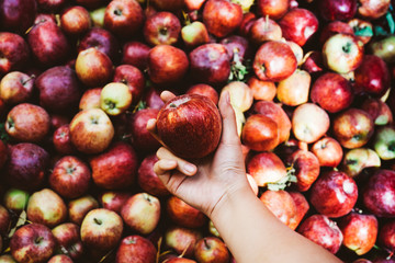 Woman holding a red apple from the orchard