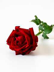 Red rose isolated on white background