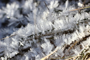 snow crystals on frozen grass