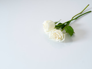 Obraz na płótnie Canvas White roses on white background. for Valentine's Day.