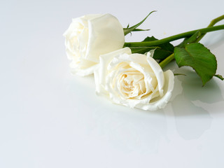 White roses on white background. for Valentine's Day.