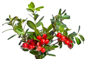 Bouquet of lingonberry shoots with red fruits on a white background.