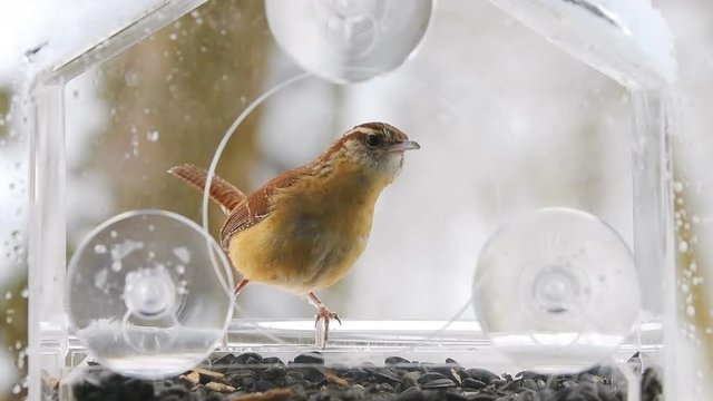 Slow motion of one Carolina wren bird sitting perched on plastic glass window feeder perch in winter falling snow, snowing, snowstorm, storm, curious, moving, sunflower seed, flying away in Virginia