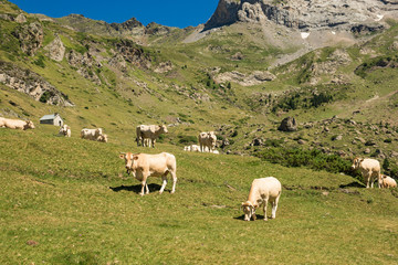 Fototapeta premium Vaches Pyrénées
