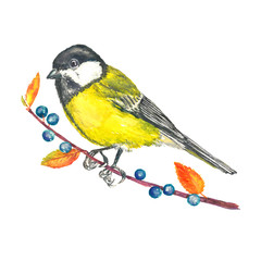 The great tit (Parus major) sitting on thorn branch with berries, side view, isolated watercolor illustration