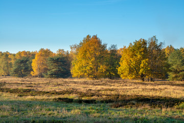 Goldener Herbstmorgen