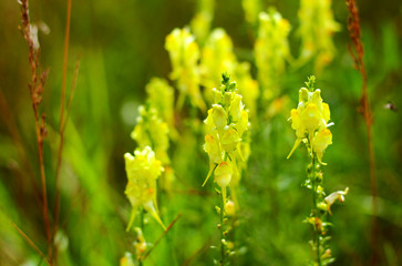 Yellow Snapdragon growing in the field