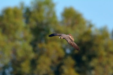 Falco eleonorae (Eleonora's Falcon), Greece
