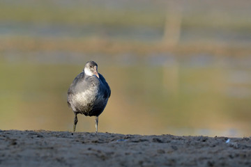 A juvenile Coot - Fulica atra, Crete
