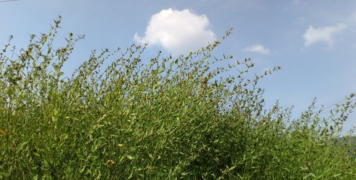 Top of green grass with sky background