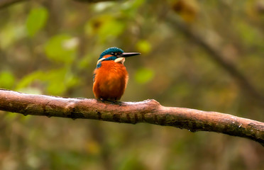 Male Kingfisher standing on a branch in a wood in autumn