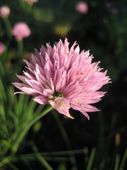onion flower