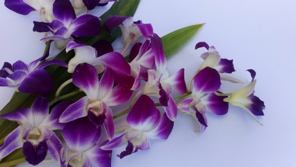 Purple orchid and white background.