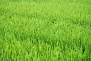 Silhouette warm light in lately evening with green paddy field in Thailand for background texture 
