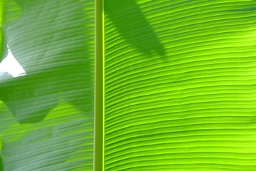 Close up a vein pattern of green banana leaves with warm light for background texture 