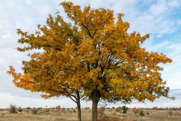 Fototapeta premium Serbal común en otoño. Sorbus domestica. 