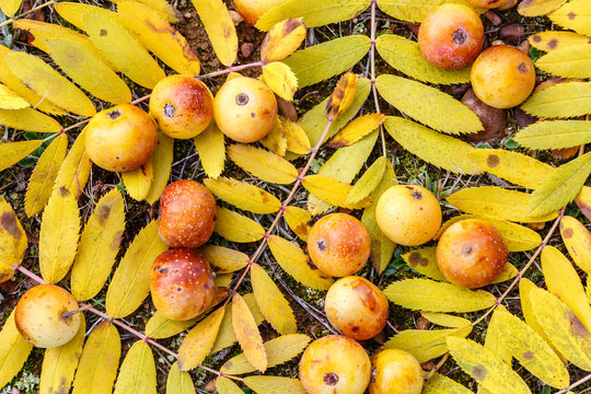 Frutos y hojas de Serbal Com&uacute;n. Sorbus domestica.