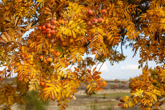 Frutos y hojas amarillas de Serbal Com&uacute;n con frutos en oto&ntilde;o. Sorbus domestica.