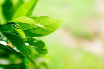 green leaves of tree