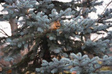 Red squirrel on the spruce in park.