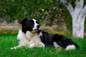 Dog breed Border Collie
